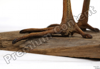 Black stork foot 0015.jpg